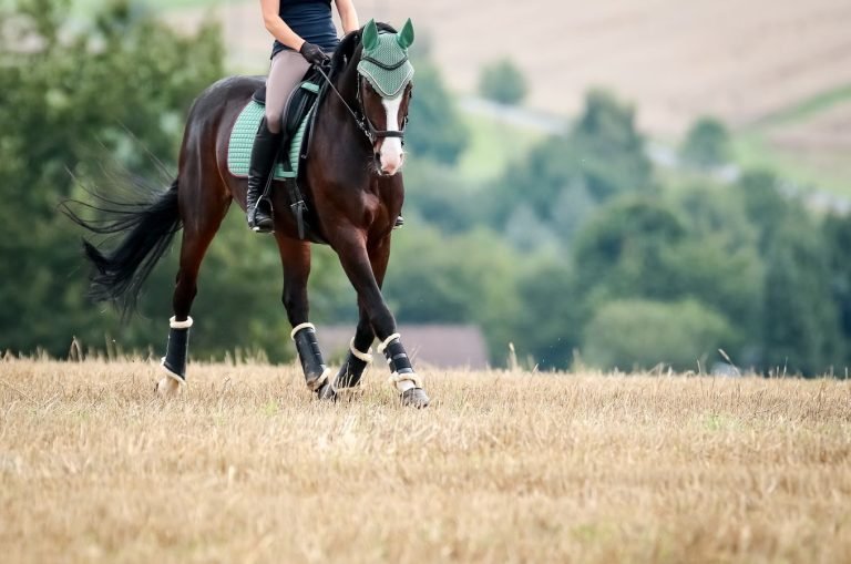 Is your horse comfortable in this pair of boots?